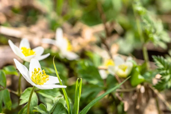 春の森で野生の花アネモネ ビーガンランドさん — ストック写真