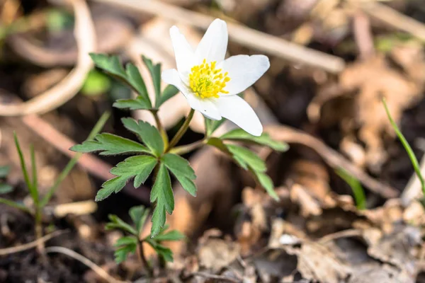 春の森で野生の花アネモネ ビーガンランドさん — ストック写真