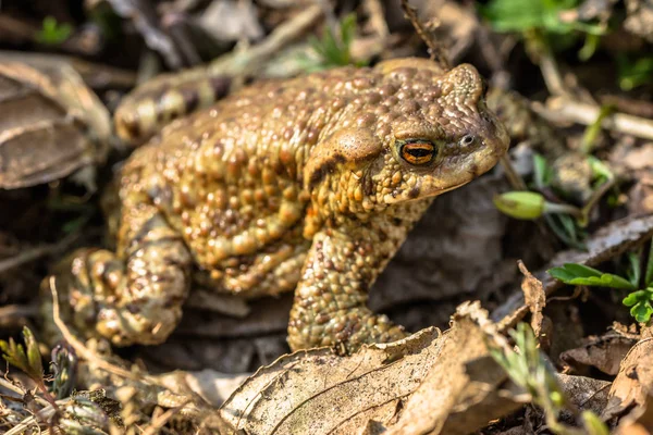 Macro of toad in the forest undergrowth, selective focus — Stock Photo, Image