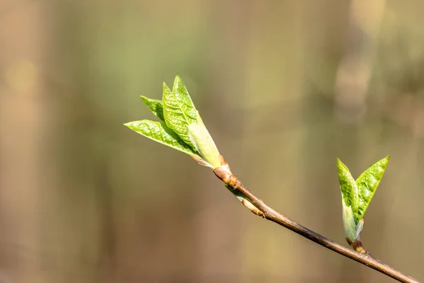 Hojas verdes frescas de primavera, nuevos brotes en ramita —  Fotos de Stock