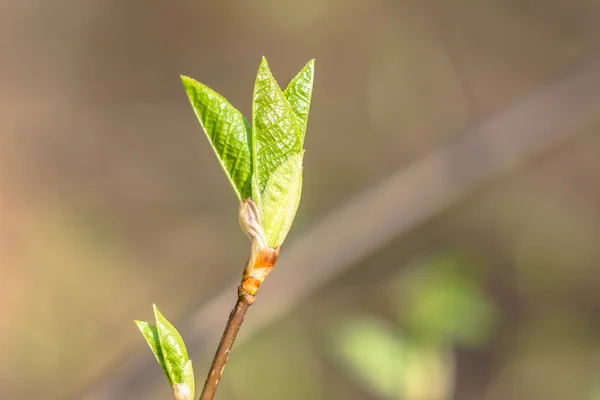 Hojas verdes frescas de primavera, nuevos brotes en ramita —  Fotos de Stock