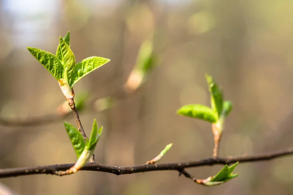 Hojas verdes frescas de primavera, nuevos brotes en ramita — Foto de Stock