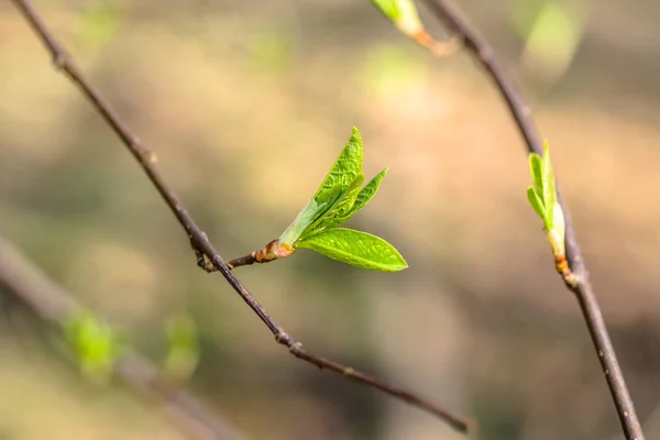 Hojas verdes de primavera, brotes frescos en ramita, primer plano —  Fotos de Stock