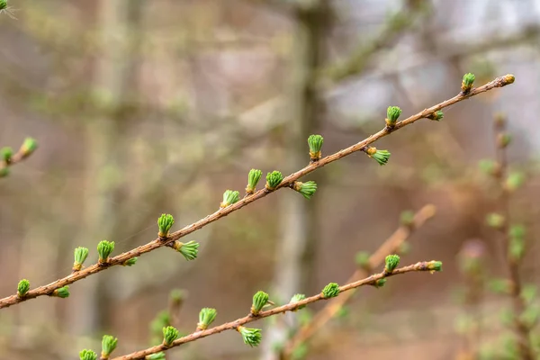 新鮮な緑の春の針葉樹の針カラマツ、針葉樹の木の枝 — ストック写真
