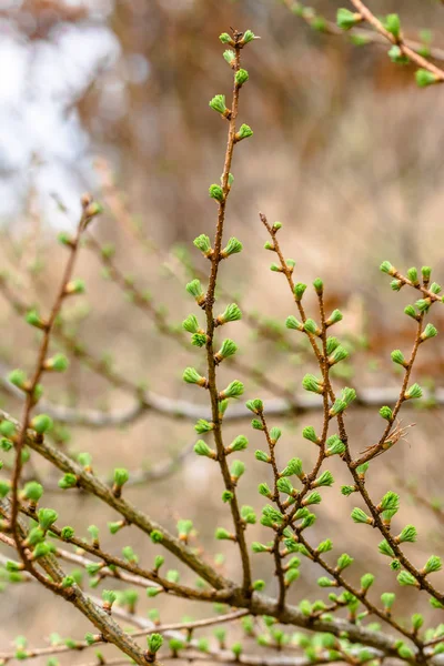 Conífera de primavera verde fresca, alerce de aguja, rama de árbol de coníferas — Foto de Stock