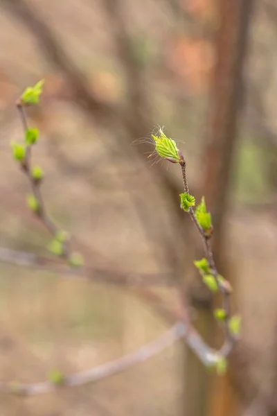 Jonge lente toppen van berk bladeren macro bokeh achtergrond — Stockfoto