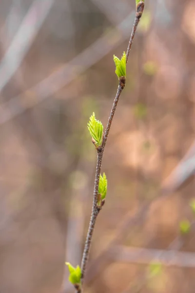 Botões de primavera jovens de folhas de bétula fundo macro bokeh — Fotografia de Stock