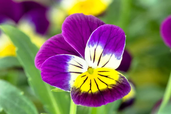 春の庭で紫色のパンジーの花 — ストック写真