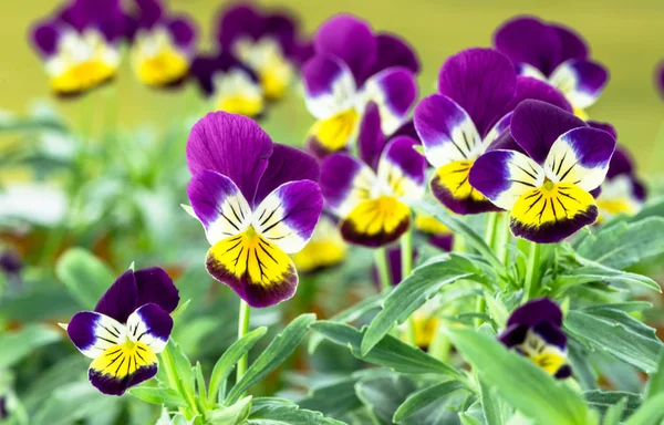 春の庭で紫色のパンジーの花 — ストック写真