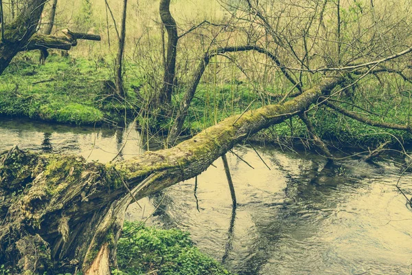 Photo de l'arbre tombé au-dessus de la rivière, photo vintage — Photo