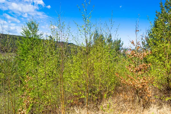 Paisaje de árboles de primavera en la colina, árboles verdes frescos, cielo azul —  Fotos de Stock