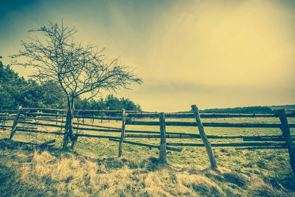 Wiese, Landschaft, einsamer Baum am Holzzaun — Stockfoto