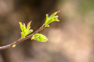 Taze yeşil yaprakları, tomurcukları yaprağı dal üzerinde bahar