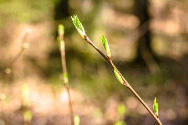 Taze yeşil yaprakları, tomurcukları yaprağı dal üzerinde bahar