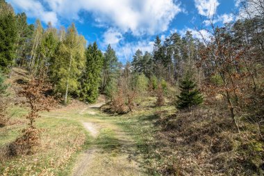 Ormandaki bahar manzara, iyi bir hava yolu
