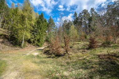 Ormandaki bahar manzara, iyi bir hava yolu