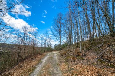 Bahar orman, peyzaj, yaprak döken ağaçlar, iyi bir hava yolu