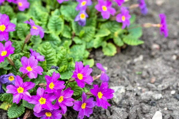Pimrose floreciente en el jardín, flores de primavera, macro —  Fotos de Stock