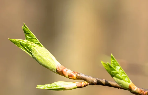 Verse groene bladeren, spring toppen blad op een takje — Stockfoto