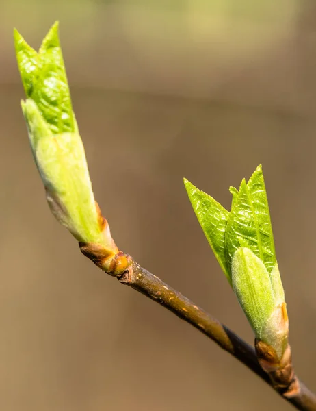 Hojas verdes frescas, hojas de brotes de primavera en rama — Foto de Stock