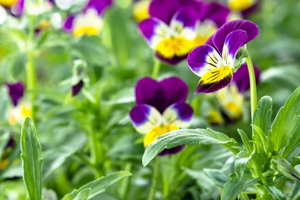 Violet pansy bloem in de lentetuin — Stockfoto