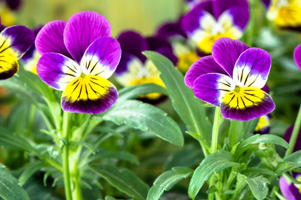 春の庭で紫色のパンジーの花 — ストック写真