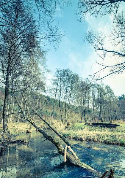 Landskap over elv i skogen om våren, landskap – stockfoto