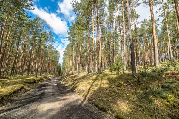 Strada nella pineta, paesaggio primaverile — Foto Stock