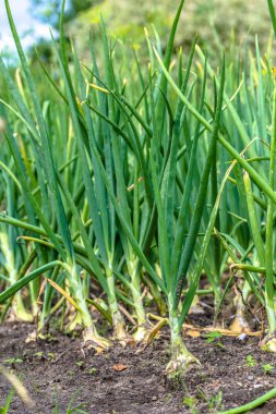 Bahçede sebze har için hazır yerdeki yeşil soğan