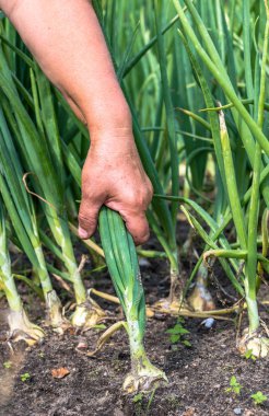 Soğan topraktan çiftçi Bahçe, sebze yaz sezonunda hasat içinde toplama el.