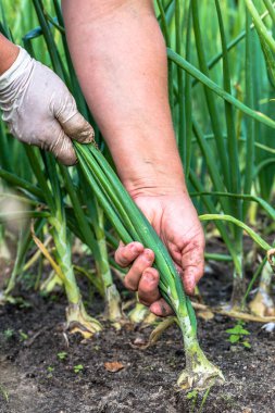 Soğan topraktan çiftçi Bahçe, sebze yaz sezonunda hasat içinde toplama el.