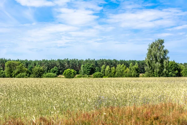 Champ de céréales de blé, paysage agricole en été — Photo