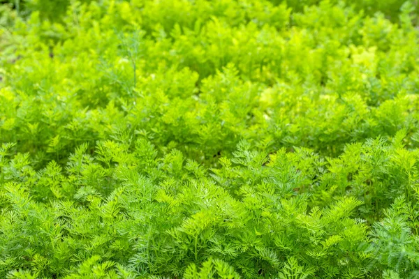 Dense carrot leaves, green backgroun — Stock Photo, Image