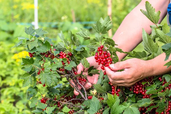 Руки собирать плоды красной смородины ягоды из кустов в летнем саду, сезон сбора урожая — стоковое фото