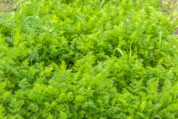 Zanahoria verde hojas de fondo, cosecha en el jardín —  Fotos de Stock
