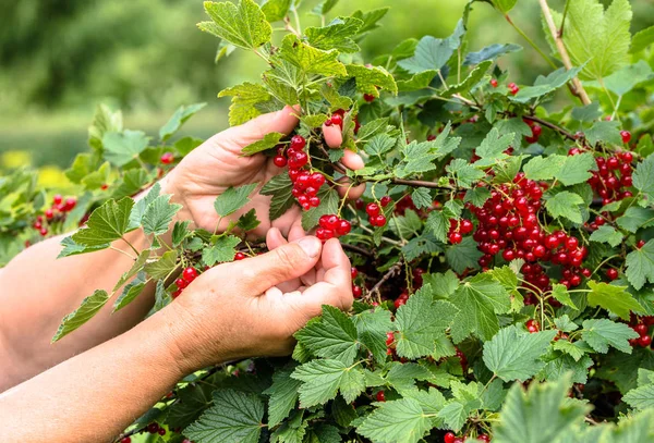 Hands picking fruits of red currant berries from the bushes in the summer garden, harvest season