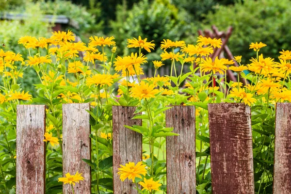 Yellow flowers in the garden at summer time — Stock Photo, Image