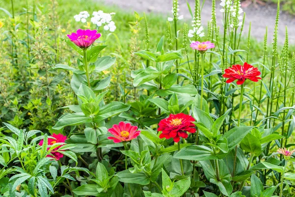 夏の時間で庭の百日草花 — ストック写真