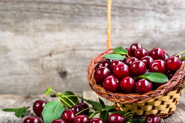 Fresh cherries in the basket, orchard produce, ripe fruits on farmer market
