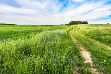 Peygamber ve yaz aylarında mavi gökyüzü ile yol ve yeşil alan peyzaj