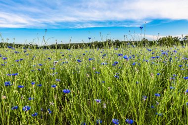 Manzara, kırsal alan yazında, manzara mavi Peygamber alan