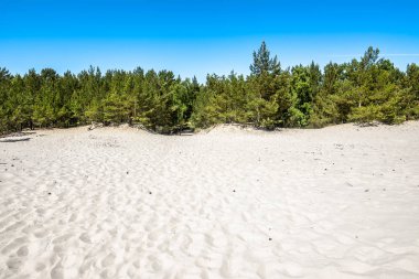 Güzel deniz dunes, beyaz kum ve çam ormanı yaz aylarında manzara