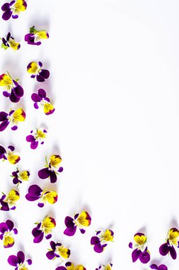 Güzel Menekşe çiçekli çerçeve çiçek beyaz arka plan üzerinde seçili