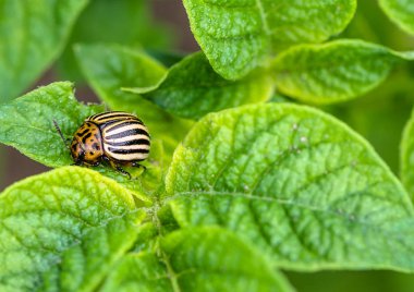 Colorado Patates böceği yeşil patates üzerinde bırakır, makro