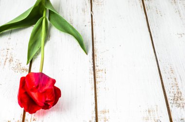 Kırmızı lale, kadınlar günü - 8 Mart ya da anneler günü için kartı için Bahar arka plan