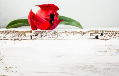 Kırmızı lale, kadınlar günü - 8 Mart ya da anneler günü için kartı için Bahar arka plan