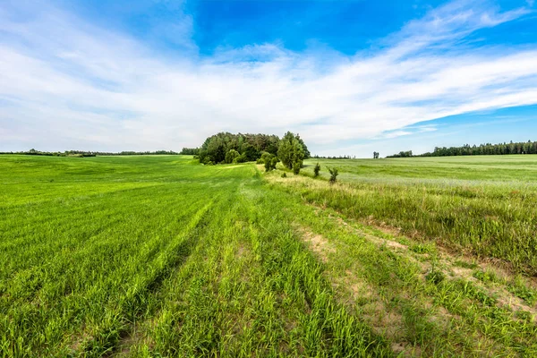 Canlı yeşil alan manzara Bahar, taze yeşil çimen — Stok fotoğraf