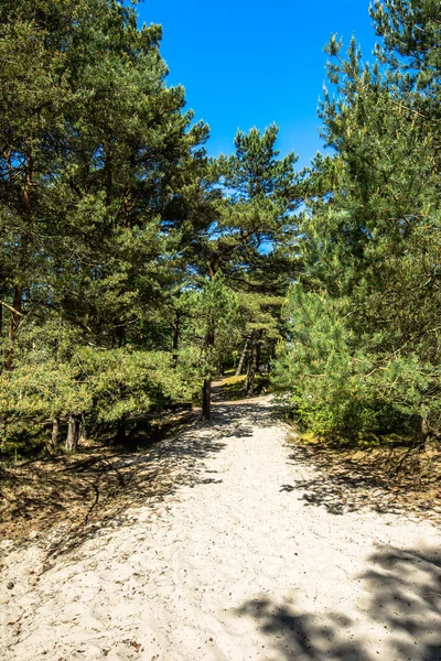 Entrance to the beach sea through pine forest in the summer, landscape