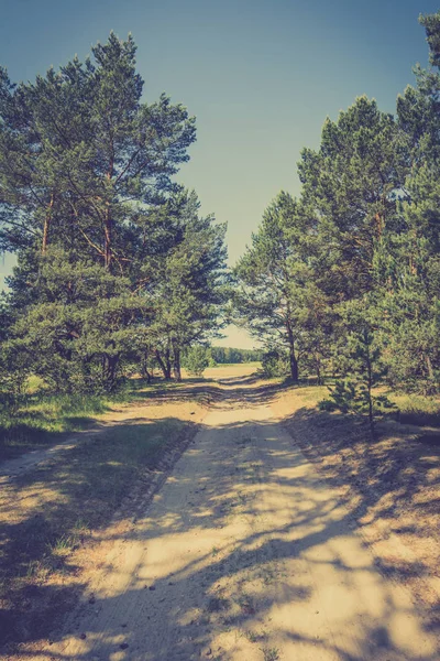 Dirt road and pine trees on the roadside, dry terrain in Poland, summer landscape, vintage photo