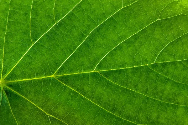 Textura de hoja verde fresca, fondo macro de hoja — Foto de Stock